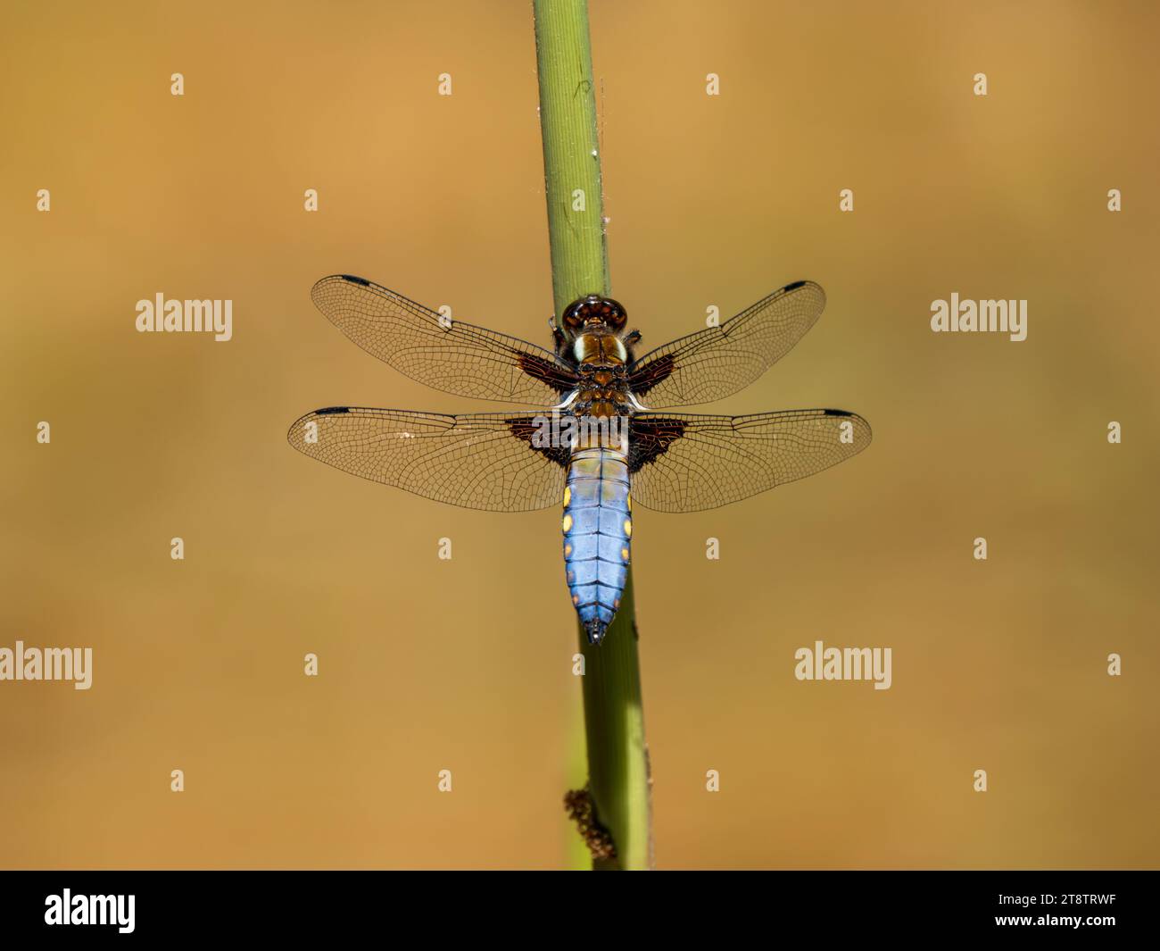 Chaser Dragonfly uomo dal corpo ampio che riposa Foto Stock