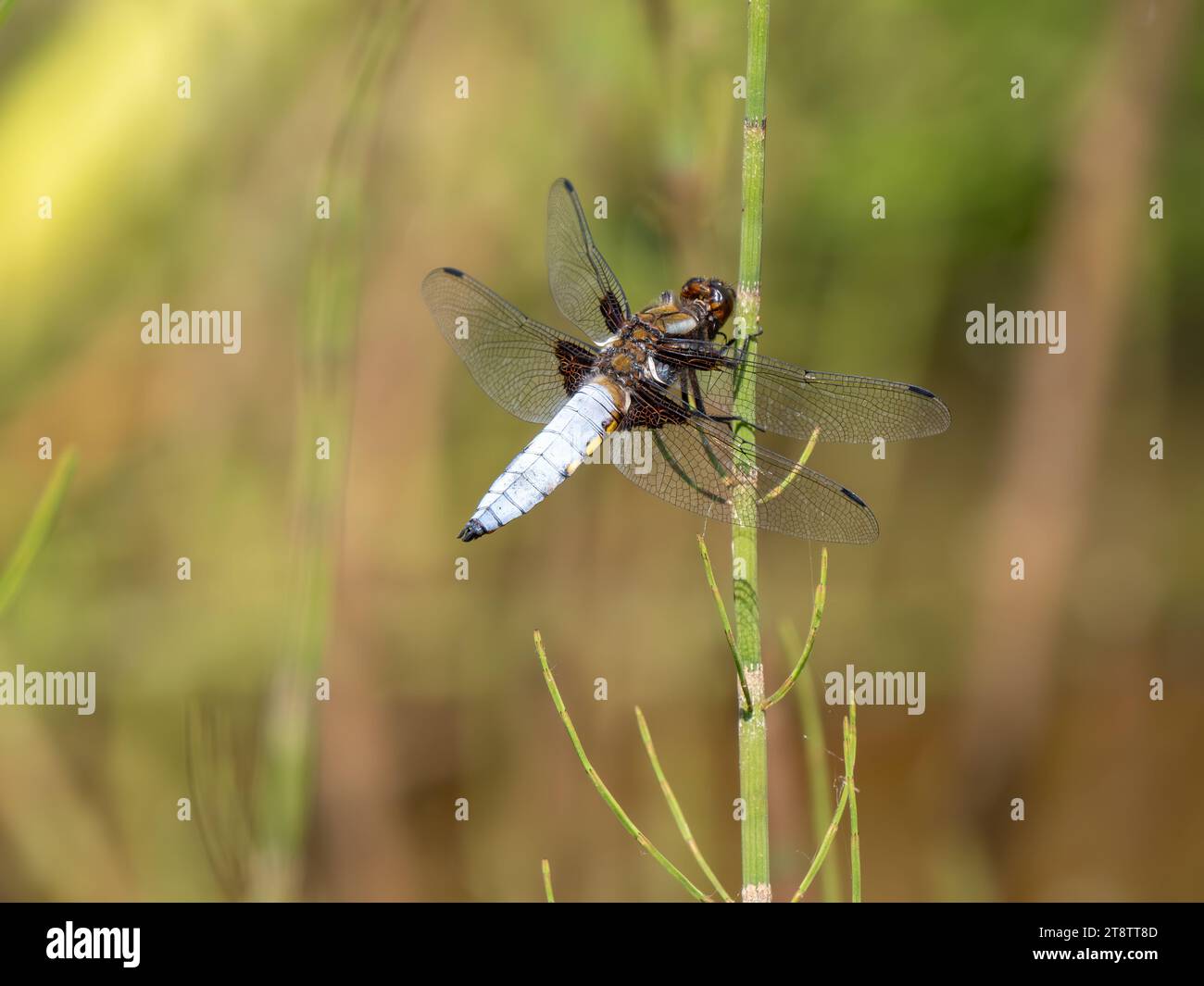 Chaser Dragonfly uomo dal corpo ampio che riposa Foto Stock