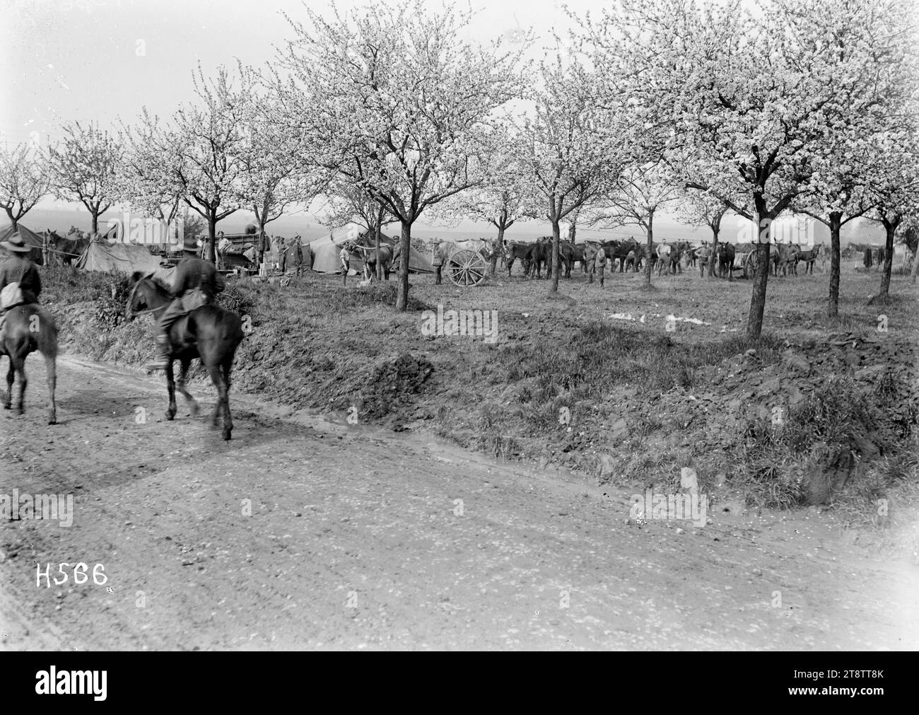 I neozelandesi si bivaccarono in un frutteto in piena fioritura, Francia, prima guerra mondiale, Vista che si affaccia su una strada per i soldati neozelandesi bivaccati in un frutteto francese in piena fioritura. Le tende sono piazzate sotto gli alberi. Il trasporto a cavallo è nelle vicinanze. Due soldati viaggiano lungo la strada. Fotografia scattata intorno a maggio 1918 Foto Stock