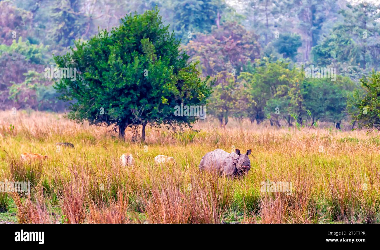 Un grande rinoceronte indiano che si addormenta in una prateria all'interno del Pobitora Wildlife Sanctuary ad Assam, in India. Foto Stock