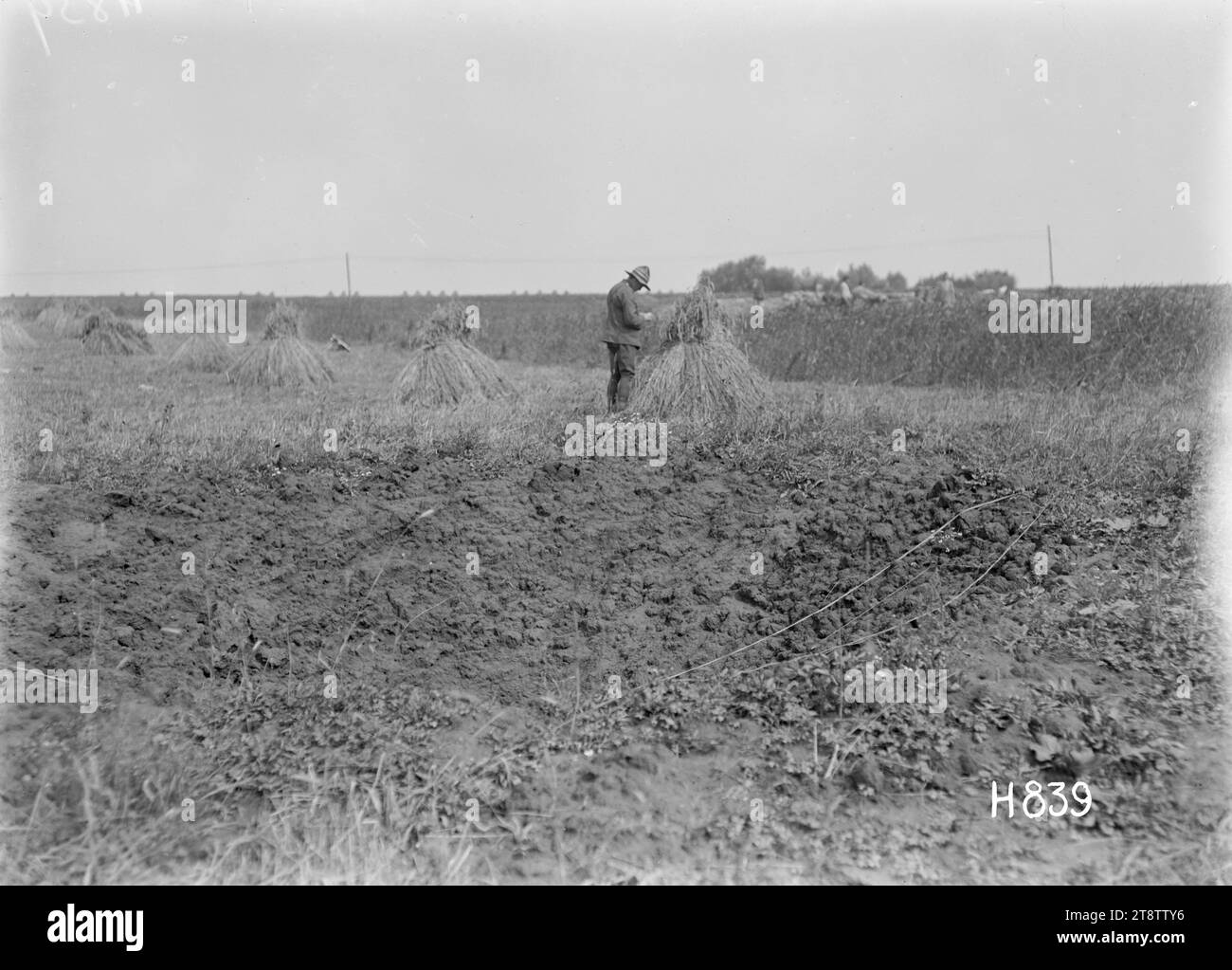 New Zealander ispeziona un raccolto di grano in un campo vicino alla linea del fronte, Un nuovo Zealander ispeziona un raccolto di grano appena raccolto da contadini francesi in un campo vicino alle linee di cottura. Un foro di svuotamento è in primo piano. Foto scattata Corin 28 luglio 1918 Foto Stock