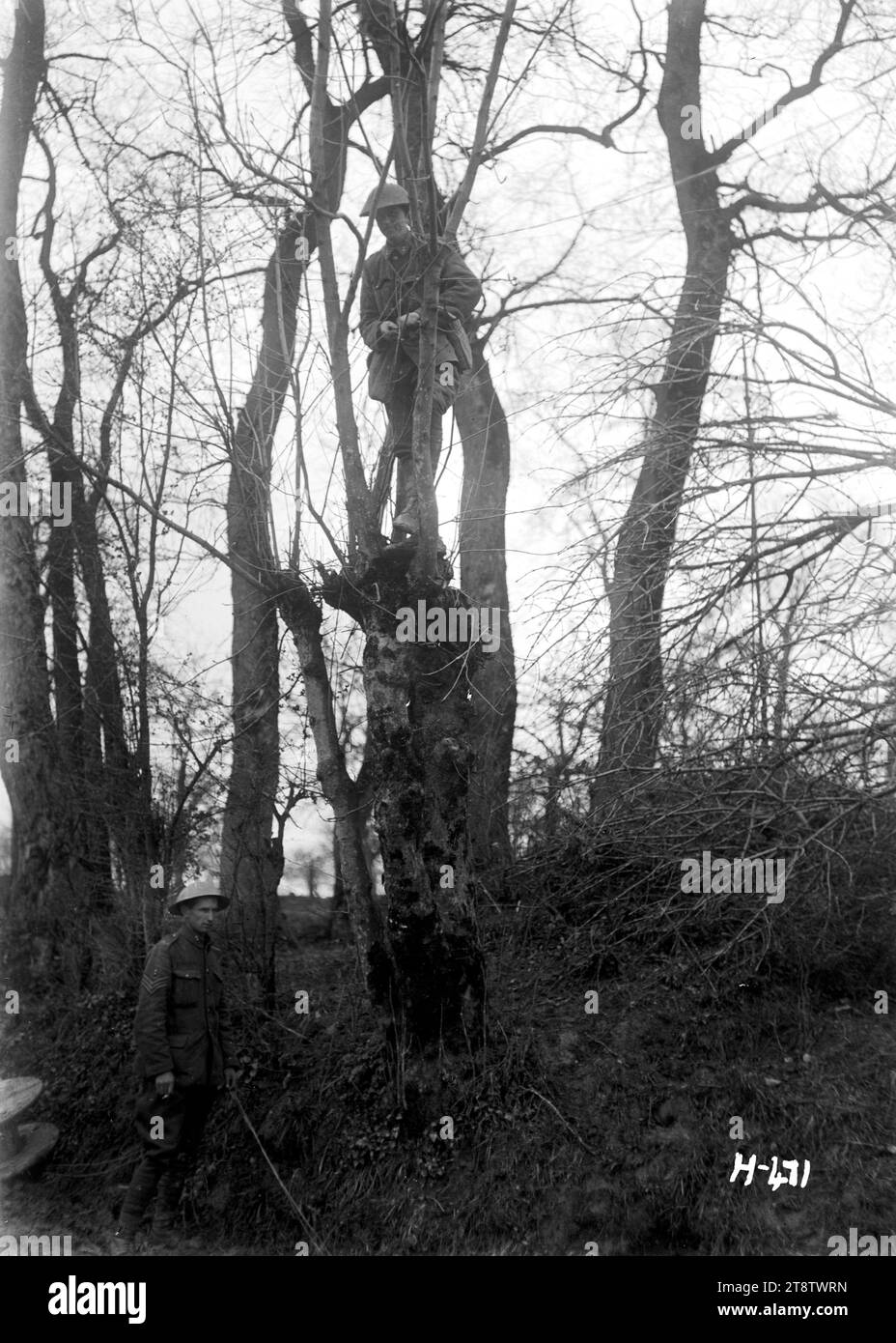 Un ingegnere neozelandese che mordente cavi di segnale vicino alla linea del fronte, la prima guerra mondiale, Un ingegnere neozelandese raffigurato in un albero che mende linee di segnale rotte dal fuoco di proiettili vicino alla linea. Foto scattata a Colincamps il 6 aprile 1918 Foto Stock