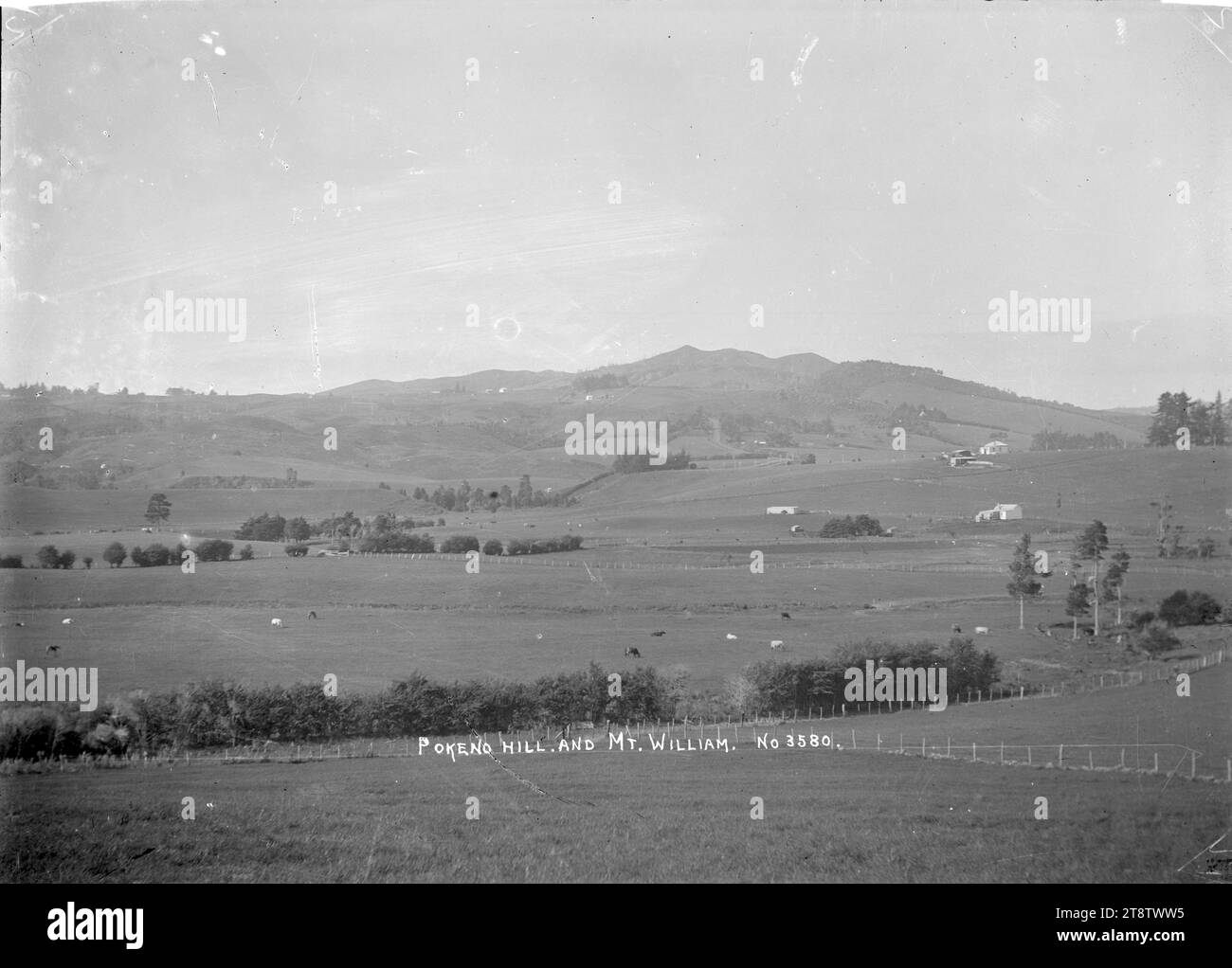 Vista della collina di Pokeno e del monte William verso nord, paesaggio rurale verso nord verso la collina di Pokeno e il monte William. Le mucche pascolano nei paddock in primo piano e case coloniche ed edifici sono più lontani sulla destra e in lontananza. P tra 1900 e 1930 Foto Stock