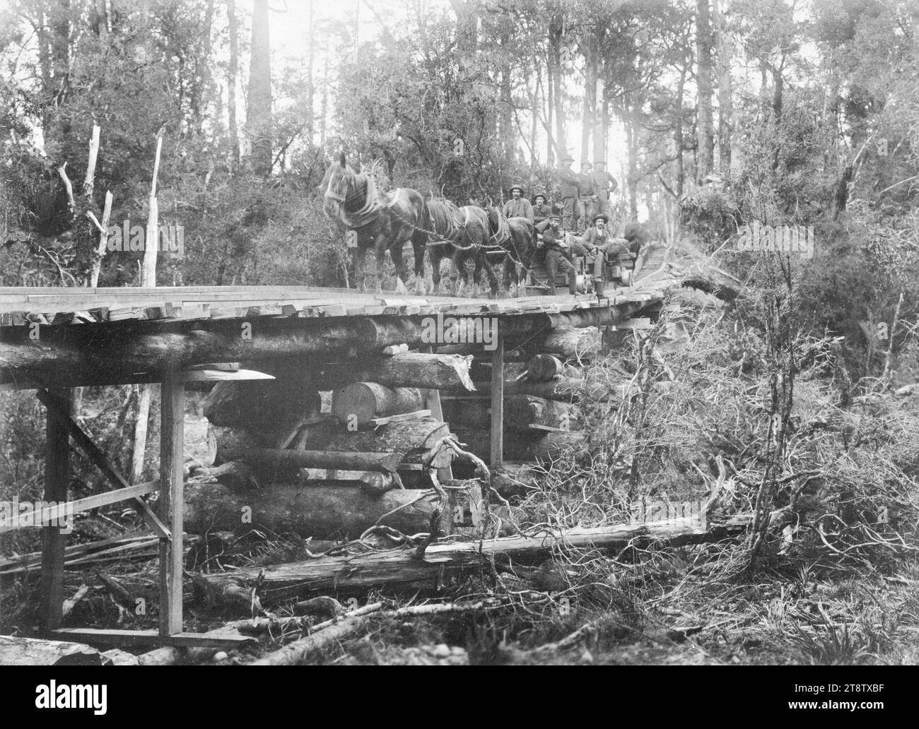 In scena a Bush in Patara, West Coast, con una boccola di ferrovia e un cavallo disegnato tram da Stratford e Blair segheria, ca 1904 Foto Stock