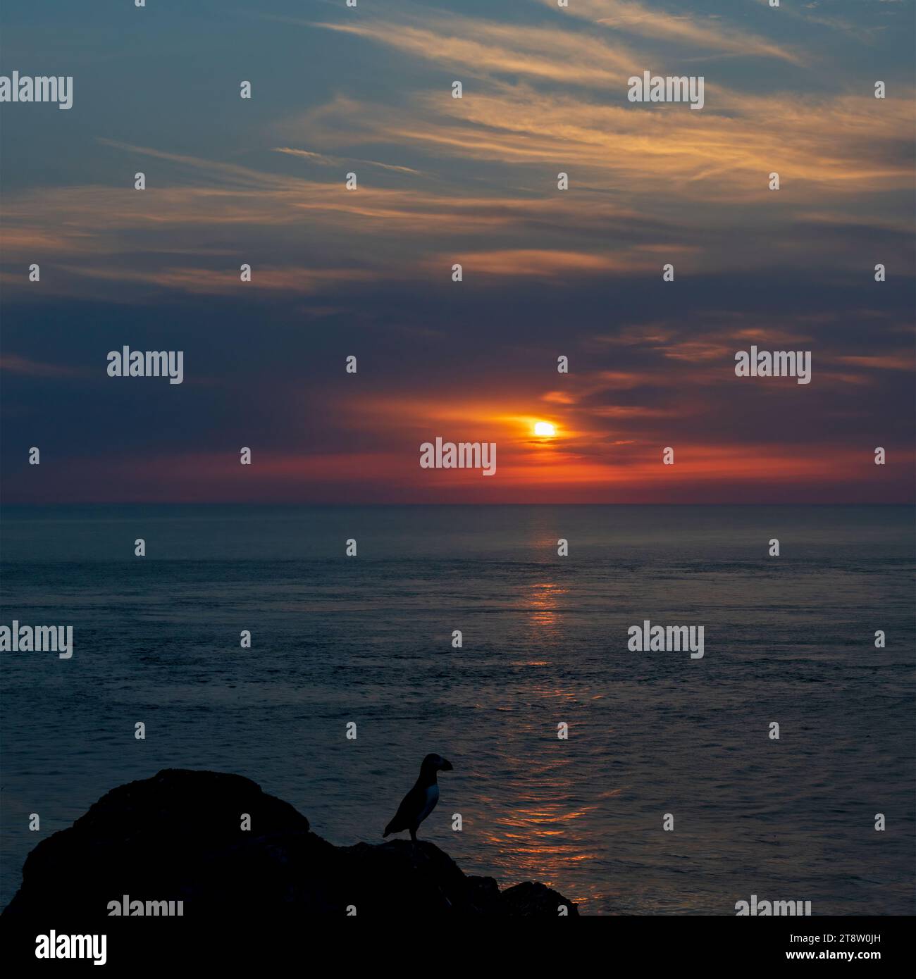 La sagoma di una pulcinella si trovava sulla cima delle scogliere sullo sfondo del sole che tramonta su Skomer Island, Pembrokeshire, Galles Foto Stock