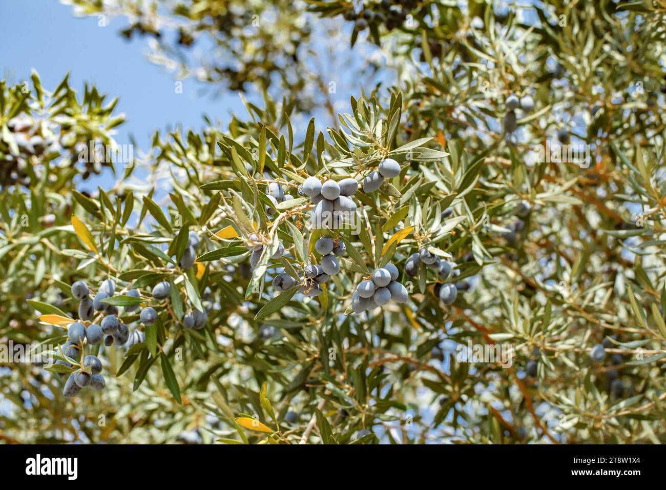 Le olive nere maturano sui rami dell'albero tra foglie verdi, l'oliva europea Foto Stock