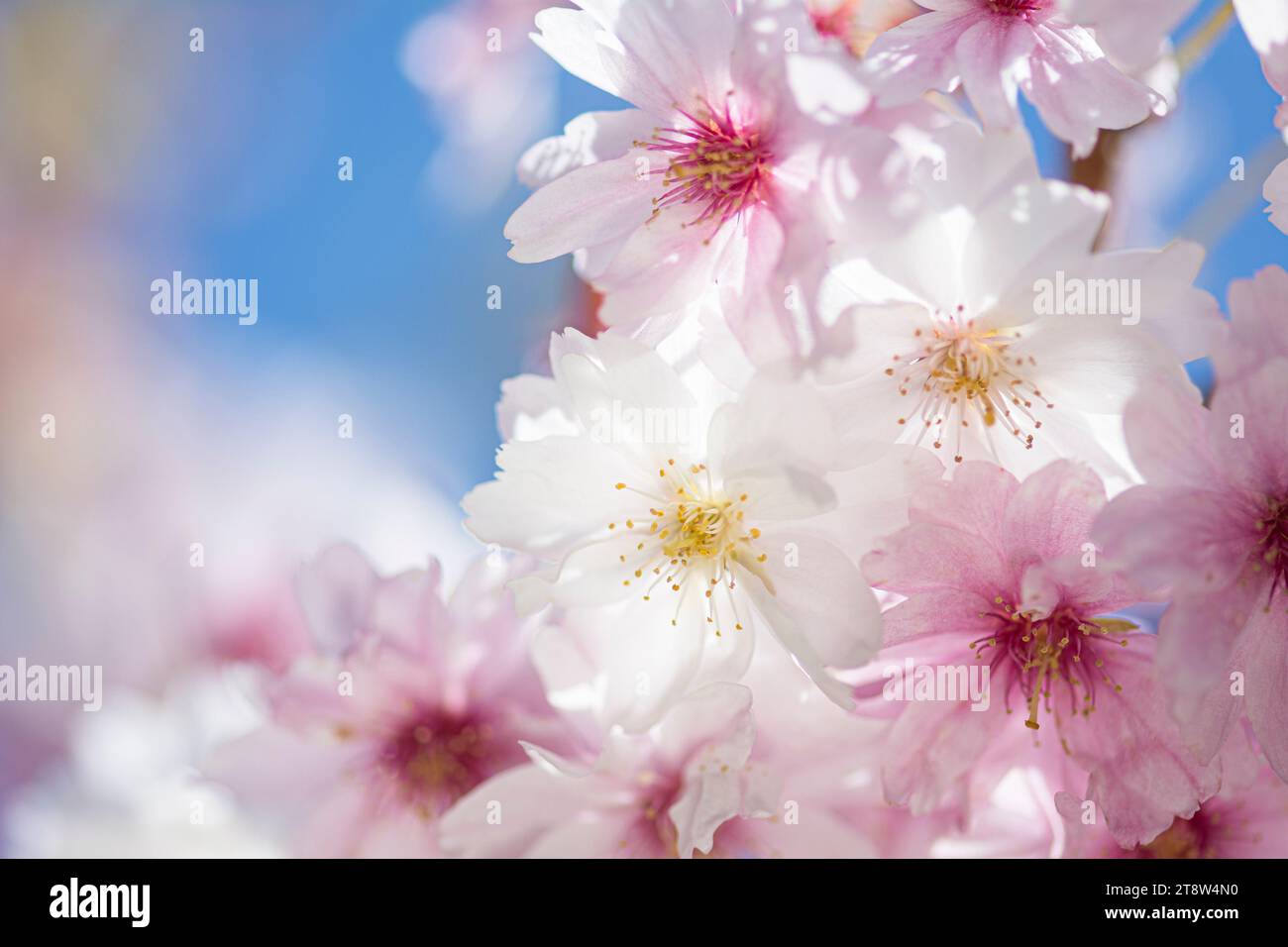 Ciliegia invernale Prunus subhirtella Autumnalis, fiori in fiore illuminati dal sole ad aprile Foto Stock