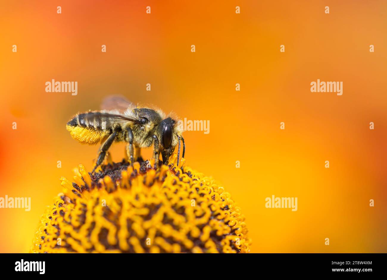 Tagliafoglie Bee Megachile centuncularis, che si nutre al centro di un fiore di Helenium in un giardino, agosto Foto Stock