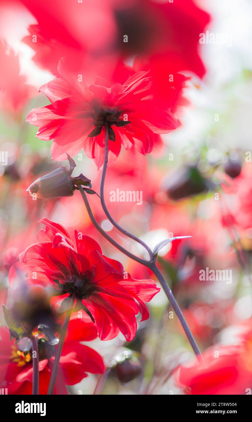 Pioggia, sole e vento si combinano per creare un'immagine astratta e vibrante di Dahlias, agosto Foto Stock