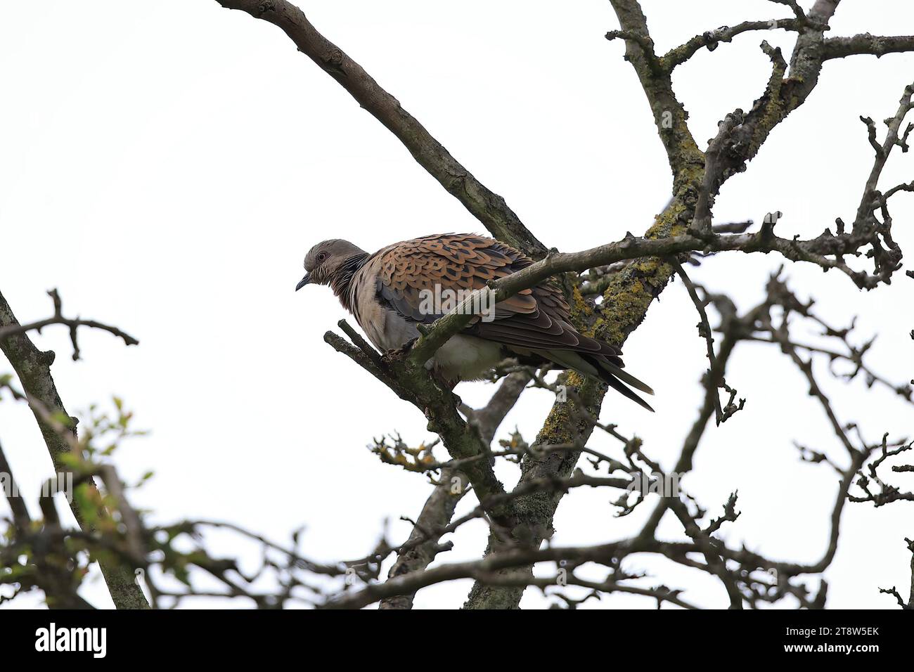 Turtle dove, Streptopelia senegalensis, Norfolk, regno unito Foto Stock