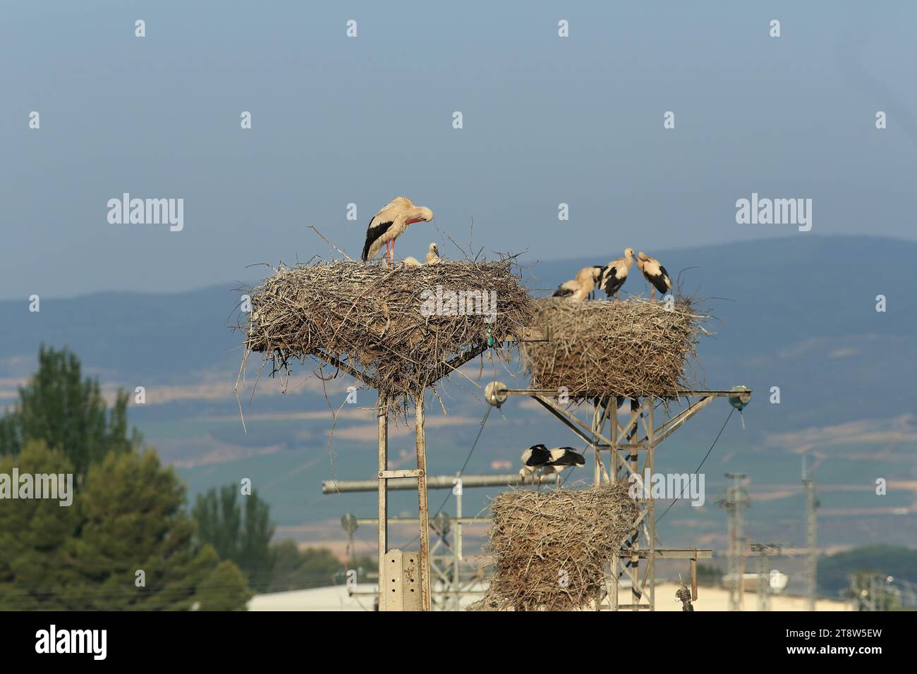 Cicogne bianche, Ciconia ciconia, in una colonia di nidificazione, nel nord della Spagna Foto Stock