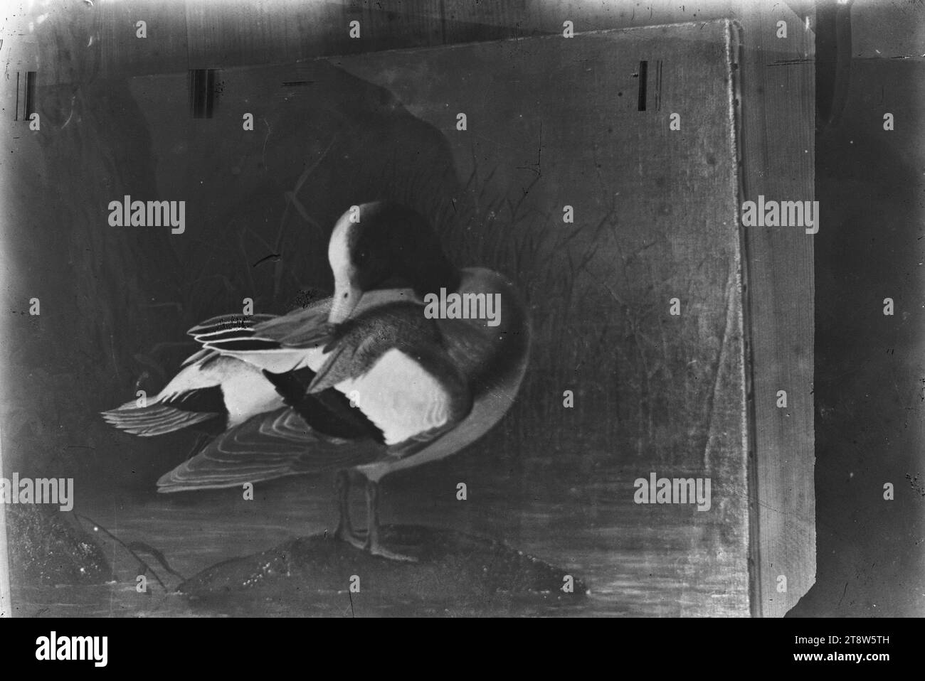 Hugo Simberg, 24.6,1873, Hamina, 12.7,1917, Ähtäri, Sorsa, 1891, 82 x 120 mm, animale, mallard, maschio, uccello, opera d'arte, altre persone Foto Stock
