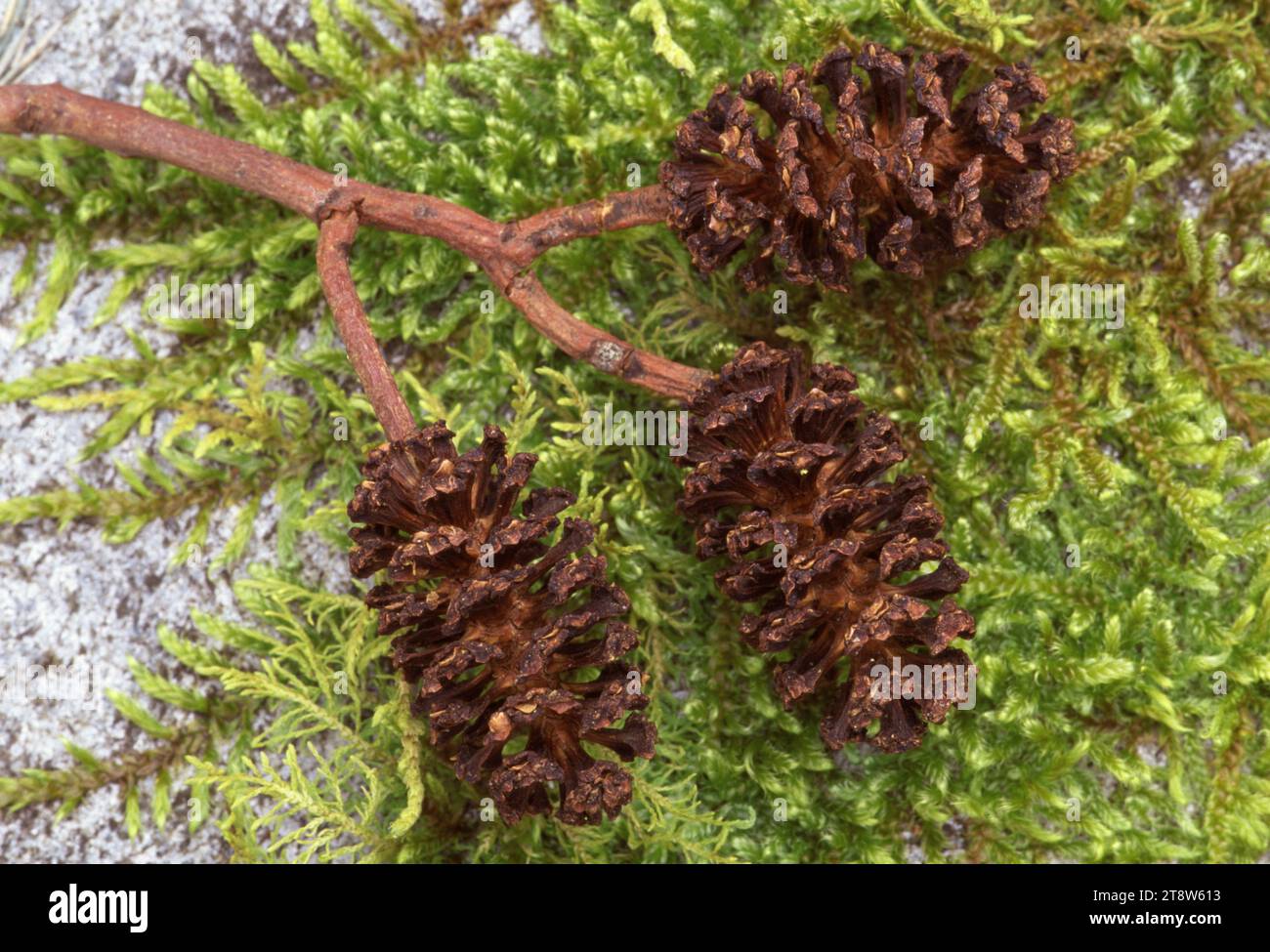 Alder (Alnus glutinosa) primo piano del cono caduto sotto l'albero, Inverness-shire, Scozia, maggio 1998 Foto Stock