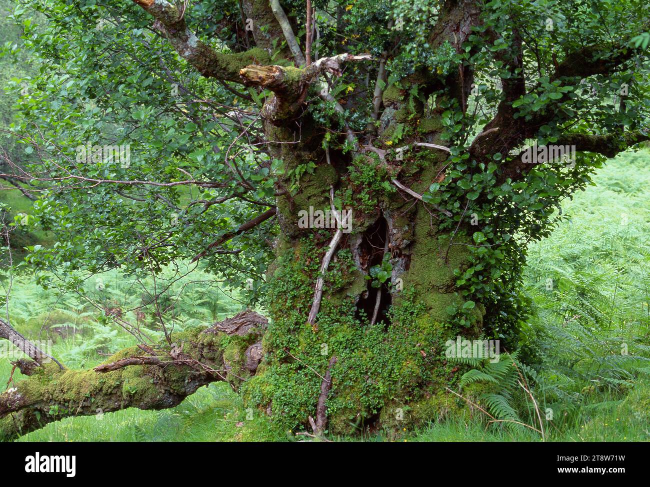 Alder (Alnus glutinosa) veterano albero che cresce nella Beinn Eighe National Nature Reserve, Wester Ross, Scozia, giugno 2001 Foto Stock
