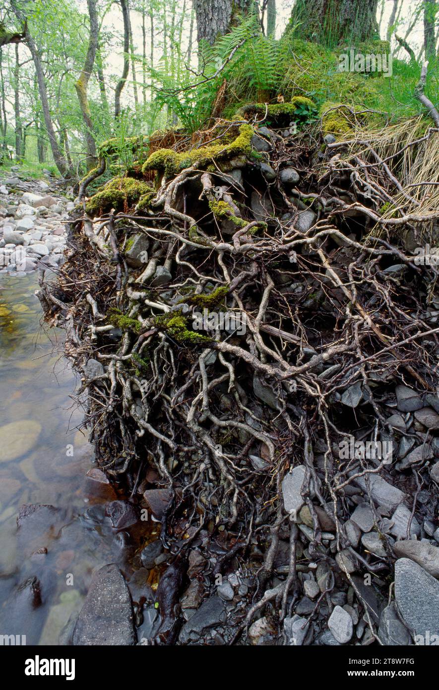 Alder (Alnus glutinosa) mostra il sistema radicale esposto di alberi che crescono sulle rive del fiume Spean, Lochaber, Scozia, giugno 1998 Foto Stock