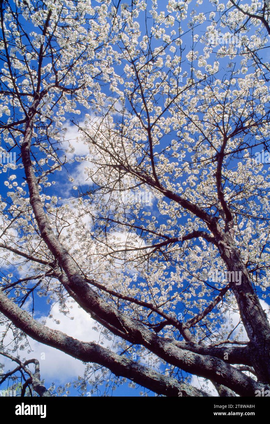 Wild Cherry / Gean (Prunus avium) in Blossom, Berwickshire, Scozia, aprile 1998 Foto Stock