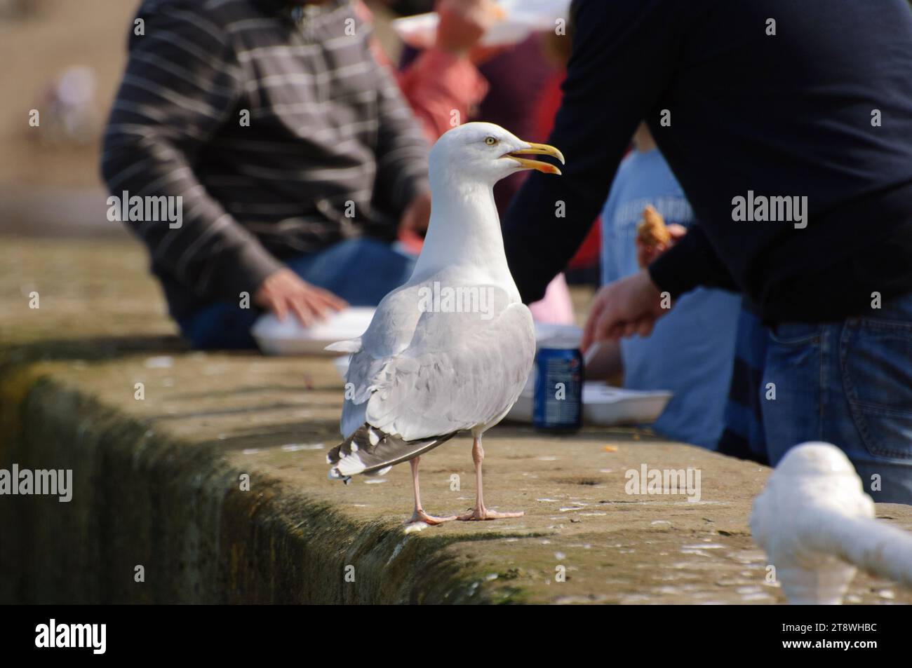 Gabbiano aringhe Larus argentatus, arroccato sul lungomare in attesa di frammenti di cibo da parte dei visitatori che si gustano fish and chips all'esterno, Whitby, North Y Foto Stock