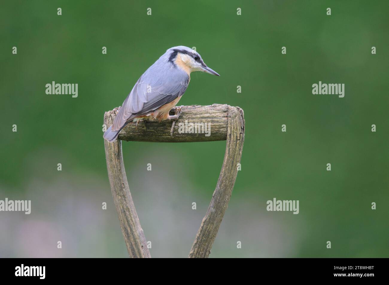 Nuthatch eurasiatico Sitta europaea, arroccato su un vecchio manico a vanga in giardino, County Durham, Inghilterra, Regno Unito, settembre. Foto Stock