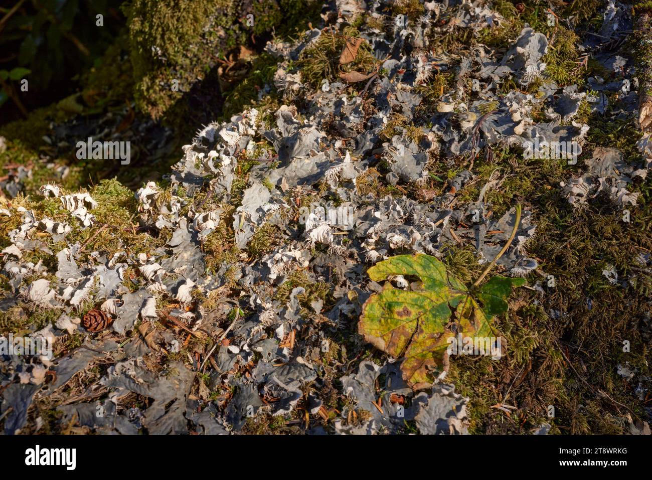 Fungo non identificato che cresce su tronco di alberi caduto, ricoperto di muschio in vecchi boschi. Costa occidentale della Scozia Foto Stock
