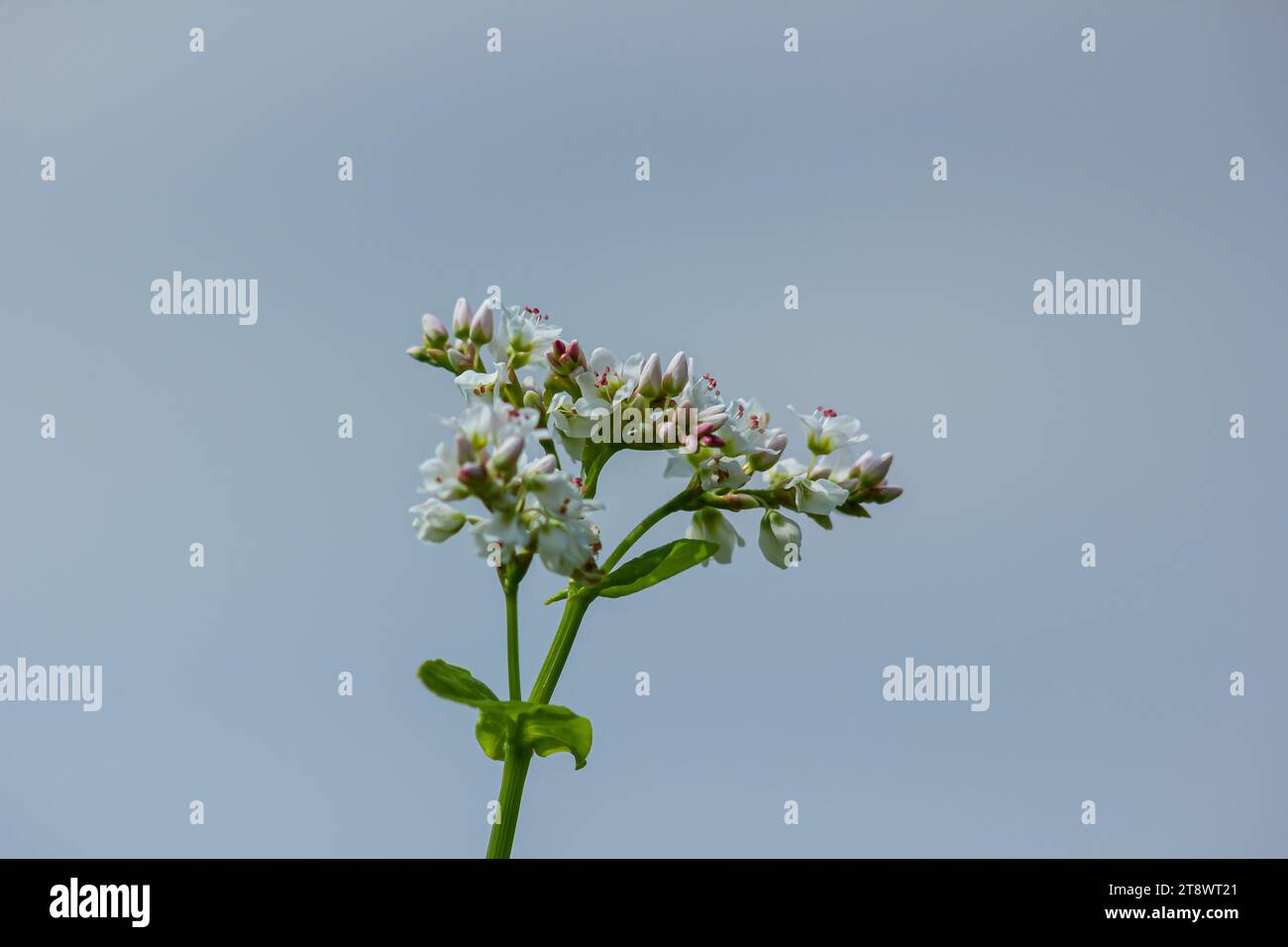 fiore di grano saraceno sul campo. Foto Stock