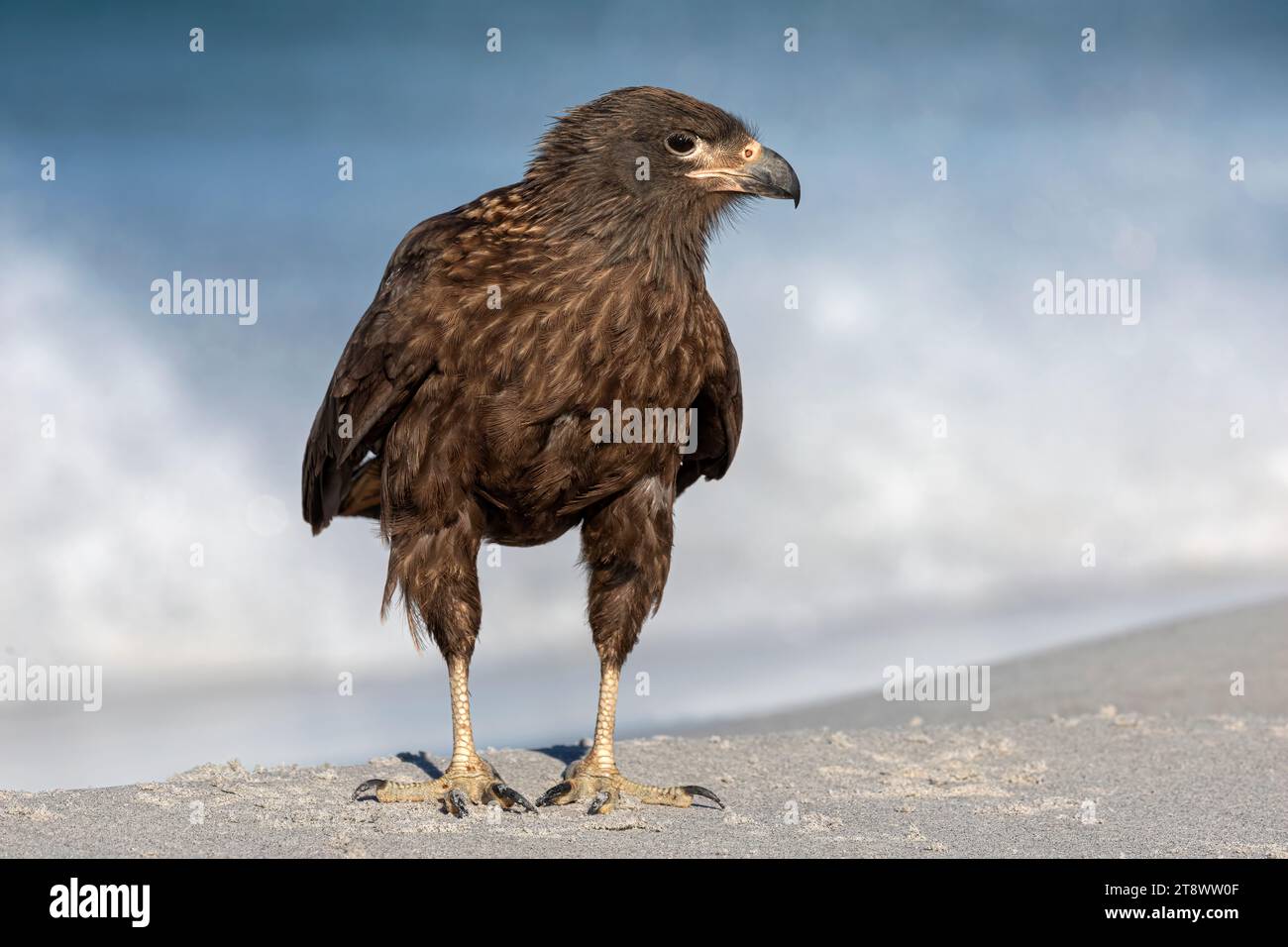 Caracara striata, Phalcoboenus australis, uccello giovanile si trovava su una spiaggia delle isole Ione Falkland. Sea Lion Island, Falkland Islands Foto Stock