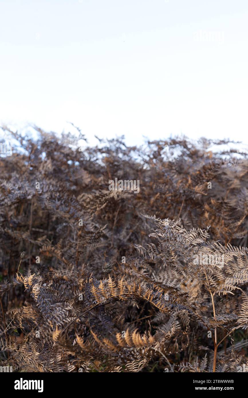 Felci secche e marroni in autunno. Foto Stock