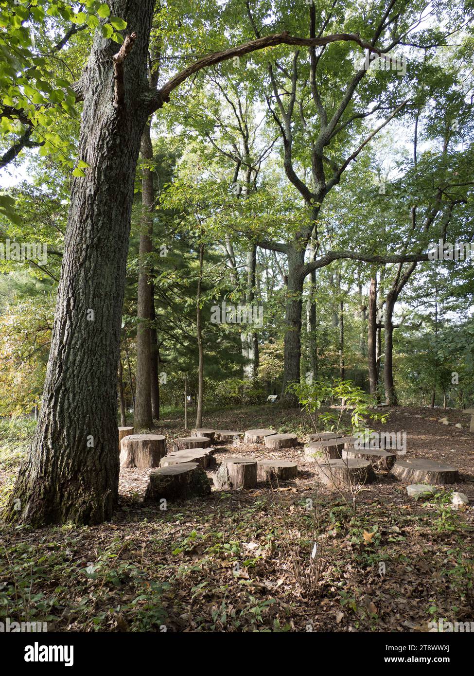 Mill Mountain Wildflower Garden, Roanoke Foto Stock