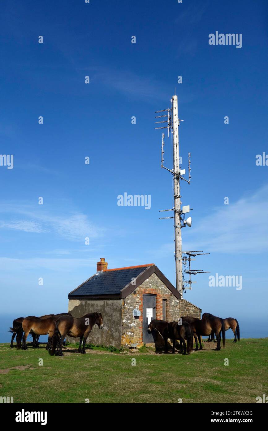Television Relay Mast & Exmoor Ponies, Butter Hill, Nr Countisbury, Exmoor National Park, Devon, Inghilterra, Regno Unito Foto Stock