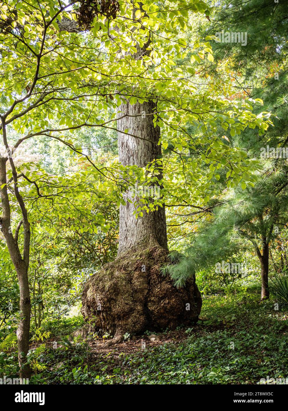 White Oak Bump Tree al Mill Mountain Wildflower Garden, Roanoke Foto Stock