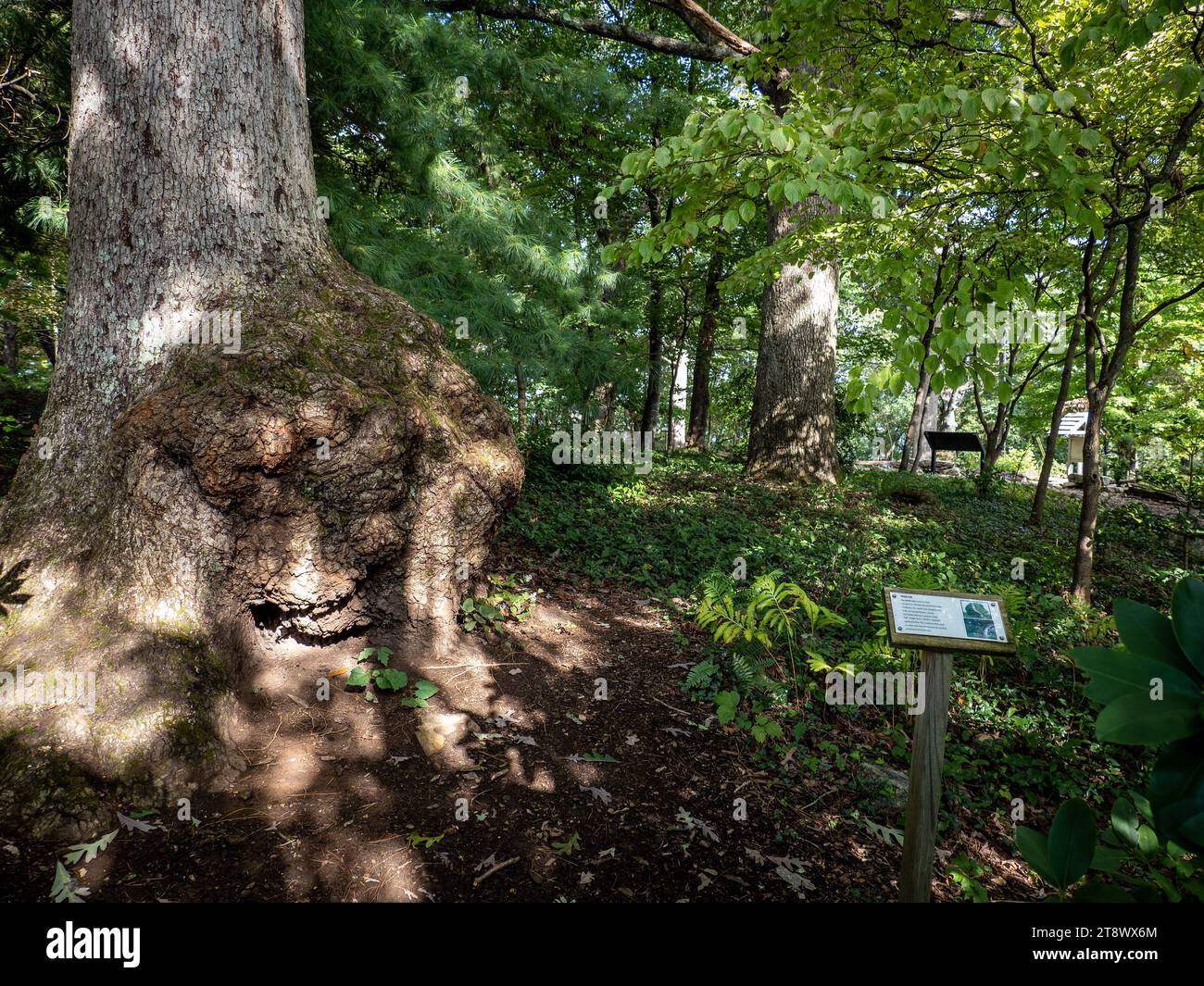 White Oak Bump Tree al Mill Mountain Wildflower Garden, Roanoke Foto Stock