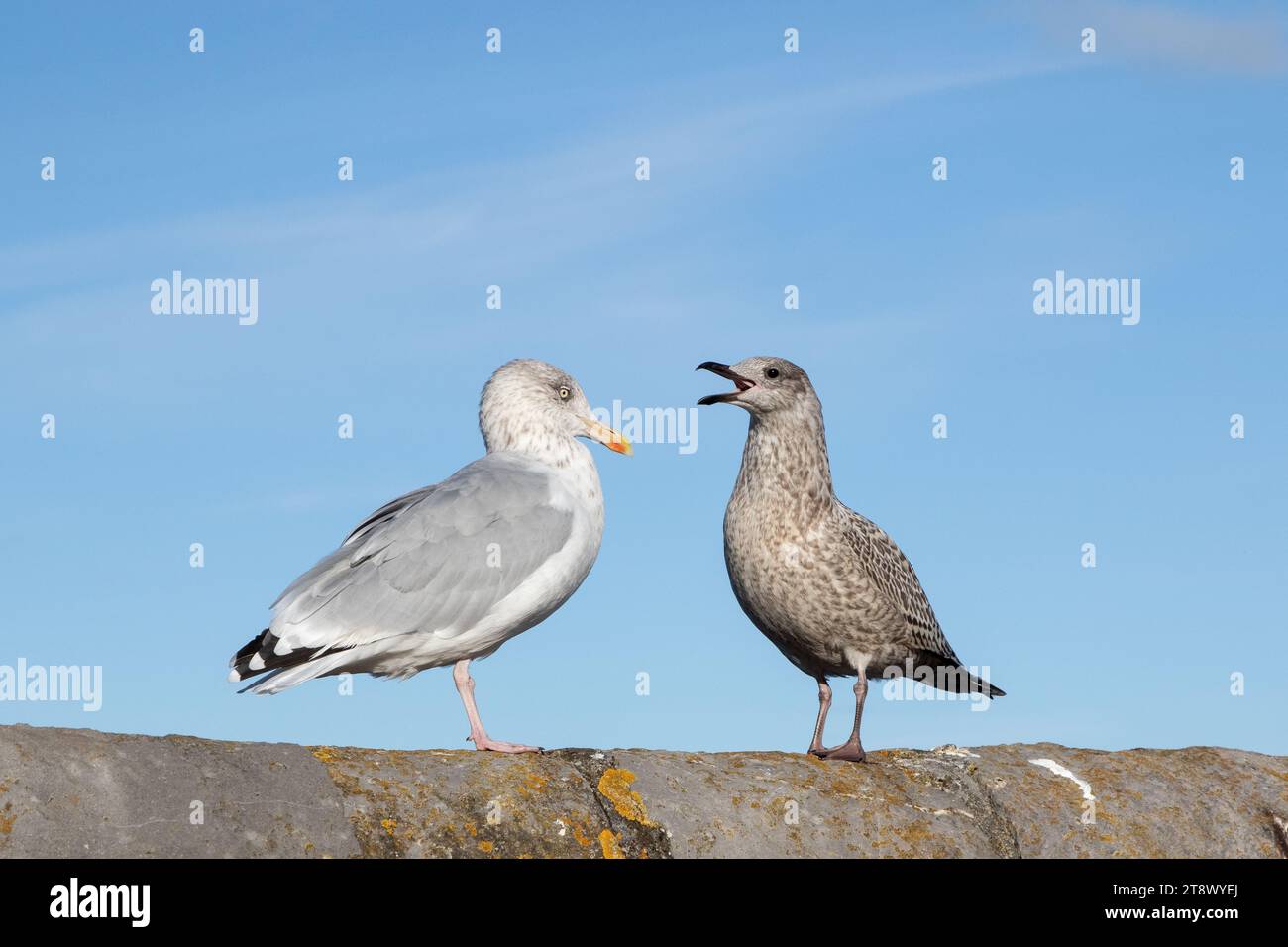 Gabbiano delle aringhe che alimentano un giovane Foto Stock
