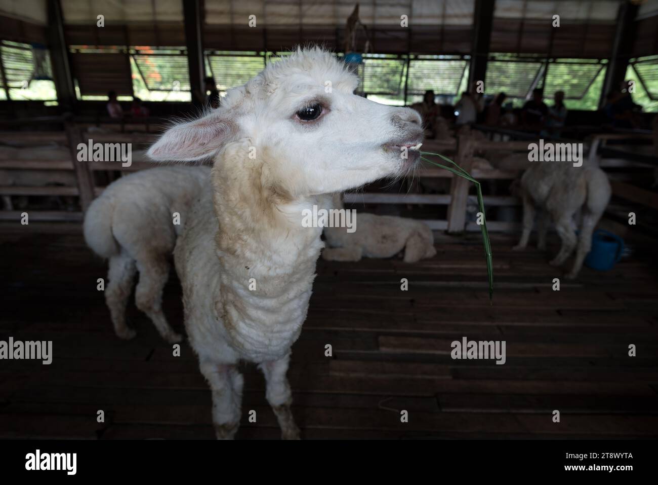 Alimentazione degli animali al primo Piazza, architettura italiana a Khao Yai, Thailandia - primo Piazza è famosa per il suo paesaggio mozzafiato e gli eleganti archi italiani Foto Stock