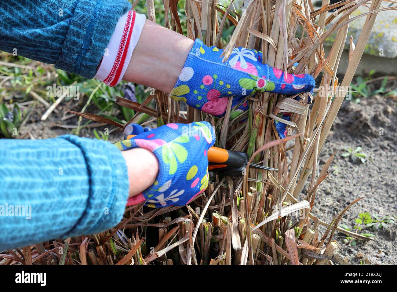 Il giardiniere taglia i rizomi secchi dell'erba di miscanto cinese con le cesoie per potare. Lavori primaverili in giardino dopo l'inverno. Foto Stock