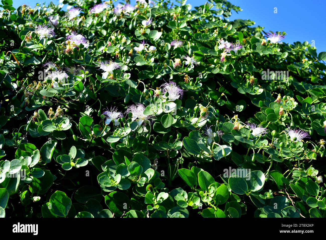 Il cespuglio di capperi (Capparis spinosa) è un arbusto spinoso presente in tutto il bacino del Mediterraneo. I suoi boccioli di fiori (capperi) e i frutti (bacche di cappero) sono commestibili. T Foto Stock