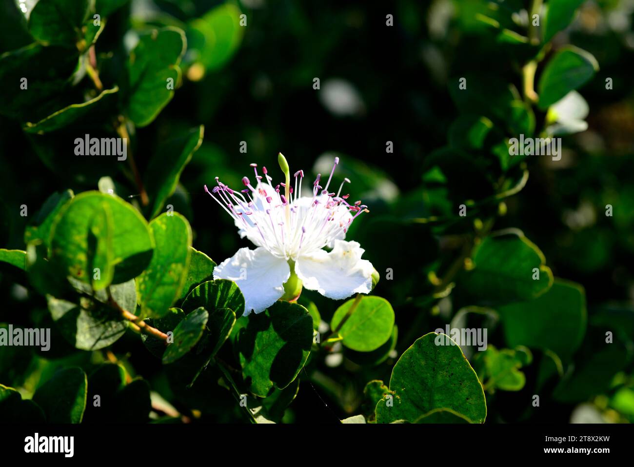 Il cespuglio di capperi (Capparis spinosa) è un arbusto spinoso presente in tutto il bacino del Mediterraneo. I suoi boccioli di fiori (capperi) e i frutti (bacche di cappero) sono commestibili. T Foto Stock