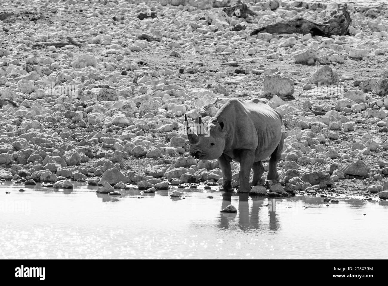 Rara vista di un rinoceronte nero (Diceros bicornis) alla luce del giorno, venendo a prendere un drink in una pozza d'acqua africana. Namibia. Questi sono animali in pericolo Foto Stock
