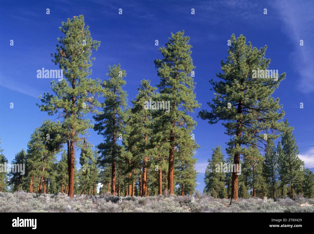 Pino Ponderosa (Pinus ponderosa) presso Cabin Lake Campground, Deschutes National Forest, Oregon Foto Stock