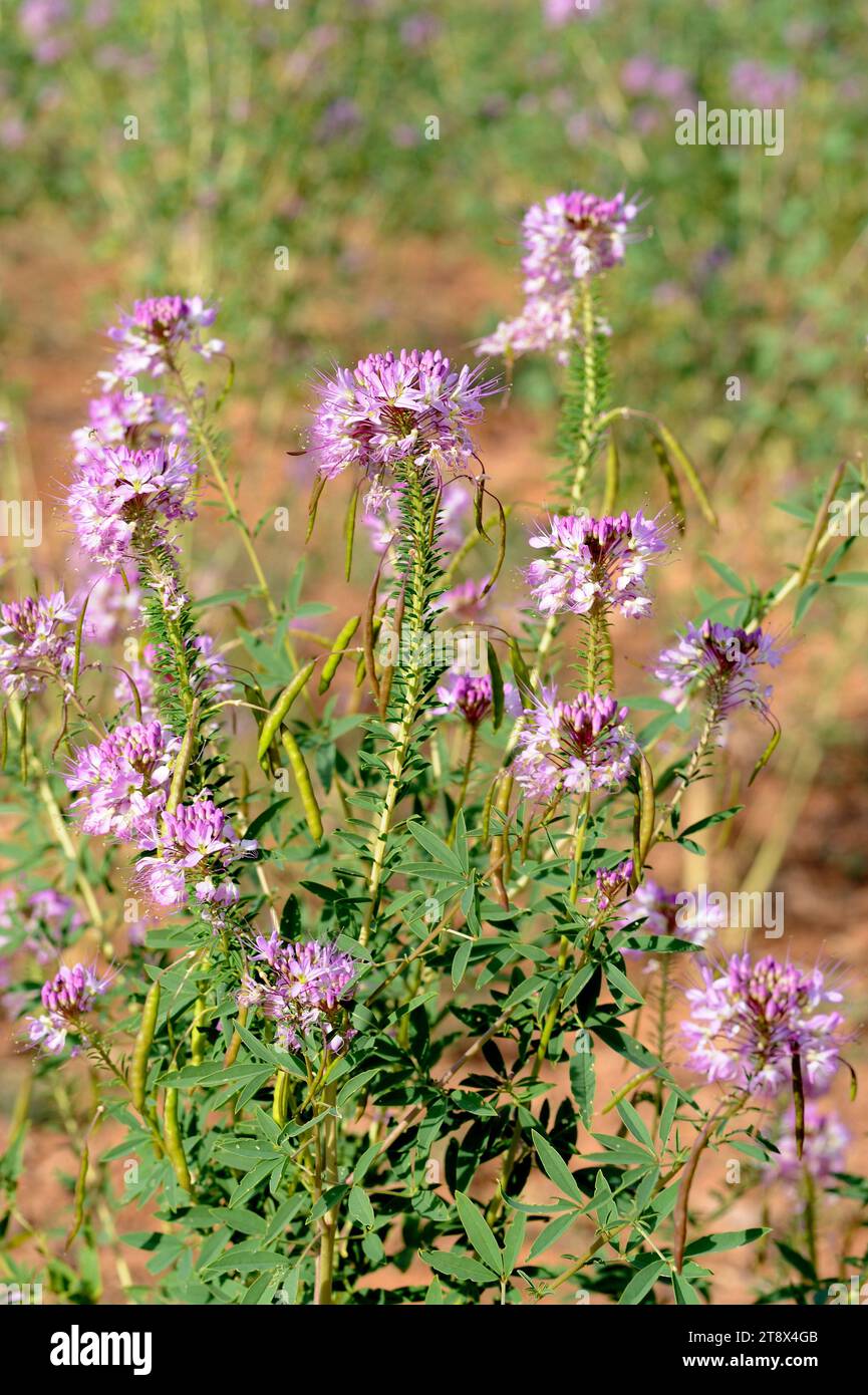 L'apicoltura delle Montagne Rocciose o spinaci Navajo (Cleome serrulata o Peritoma serrulata) è una pianta annuale originaria del Canada meridionale e dell'U centrale e occidentale Foto Stock