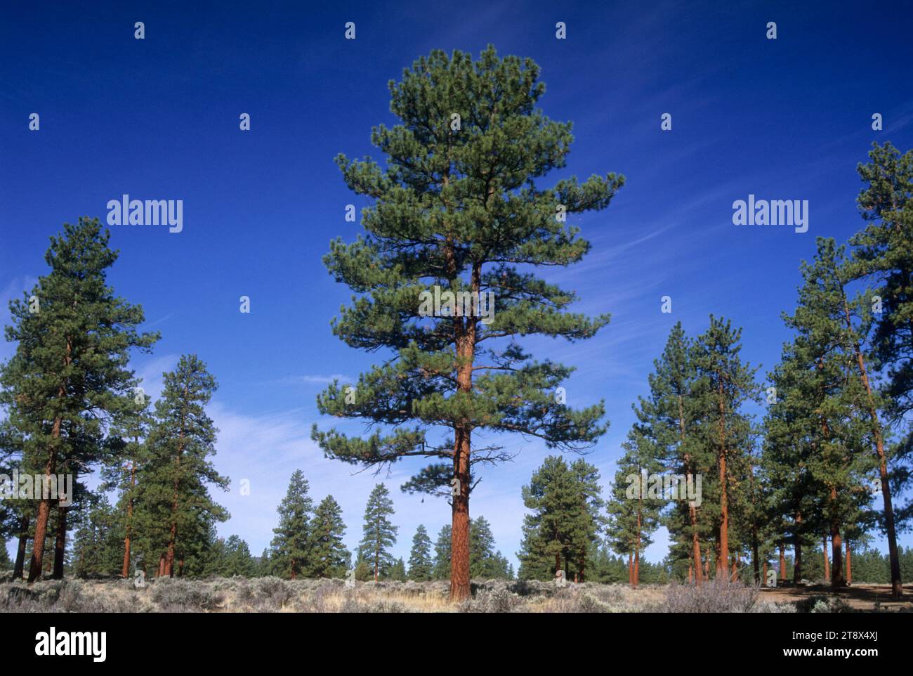 Pino Ponderosa (Pinus ponderosa) presso Cabin Lake Campground, Deschutes National Forest, Oregon Foto Stock