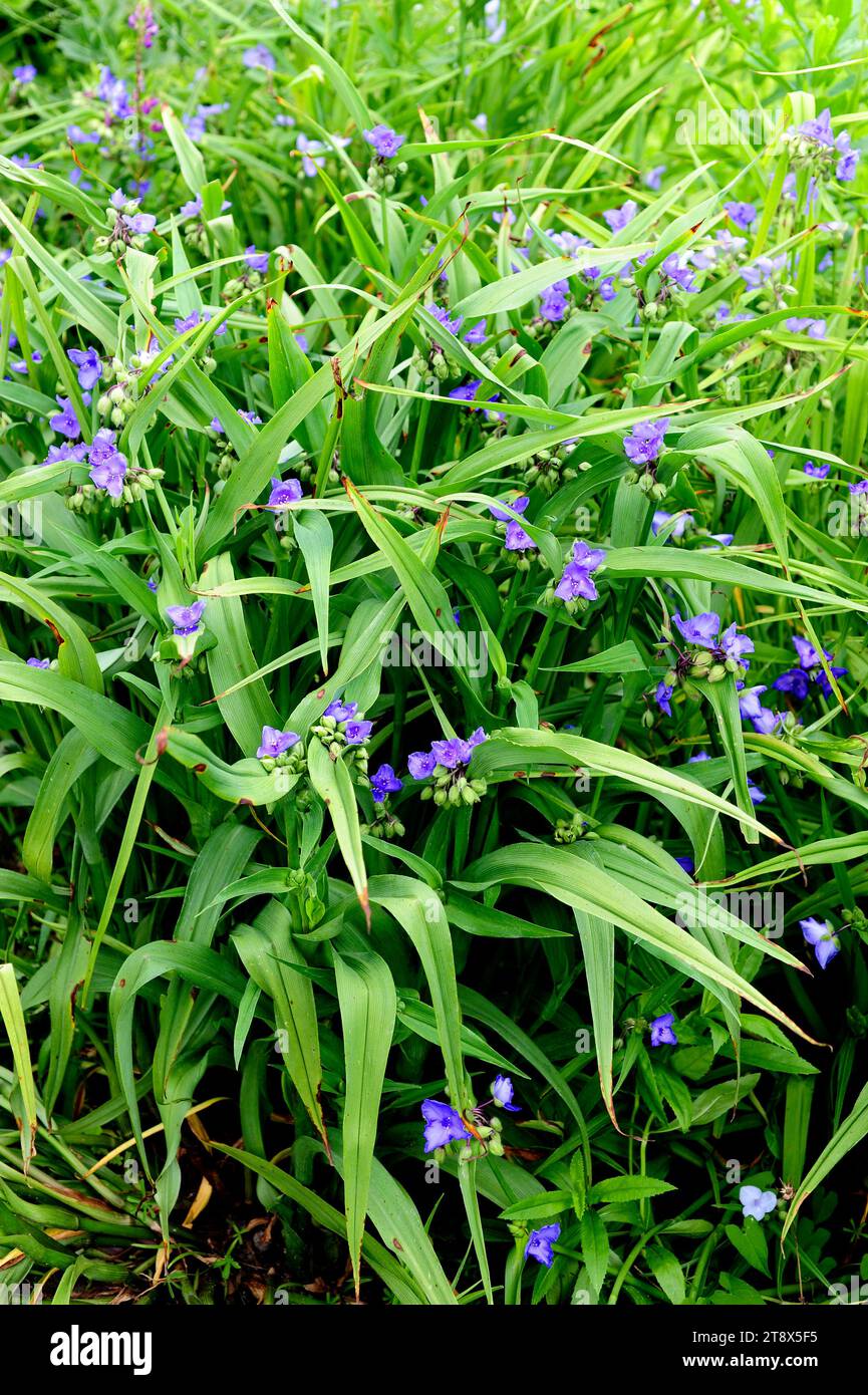 Virginia spiderwort (Tradescantia virginiana) è un'erba perenne originaria degli Stati Uniti orientali. Foto Stock