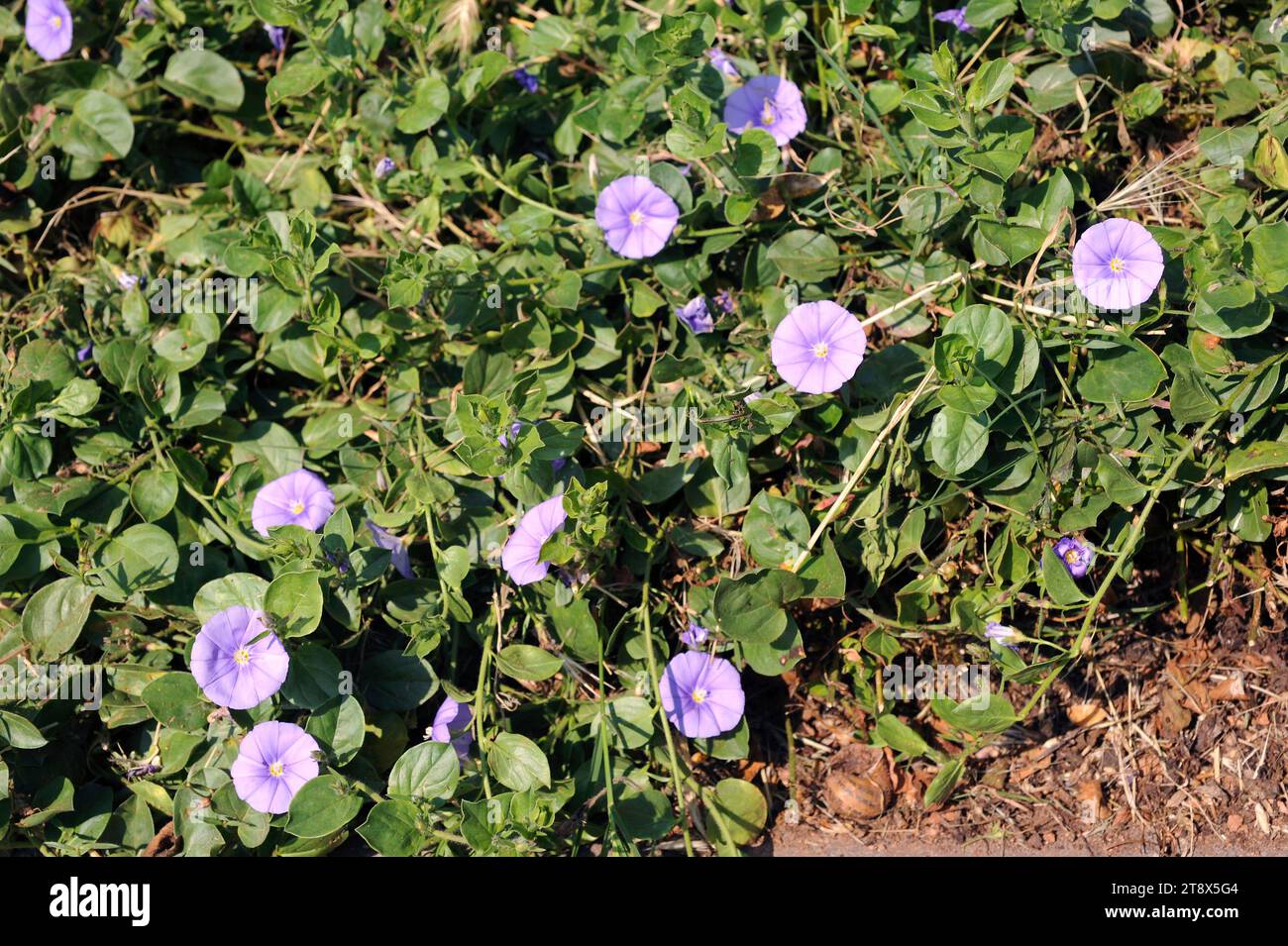 Il bindweed di roccia blu (Convolvulus sabatius) è una pianta perenne originaria dell'Italia e del Nord Africa. Foto Stock