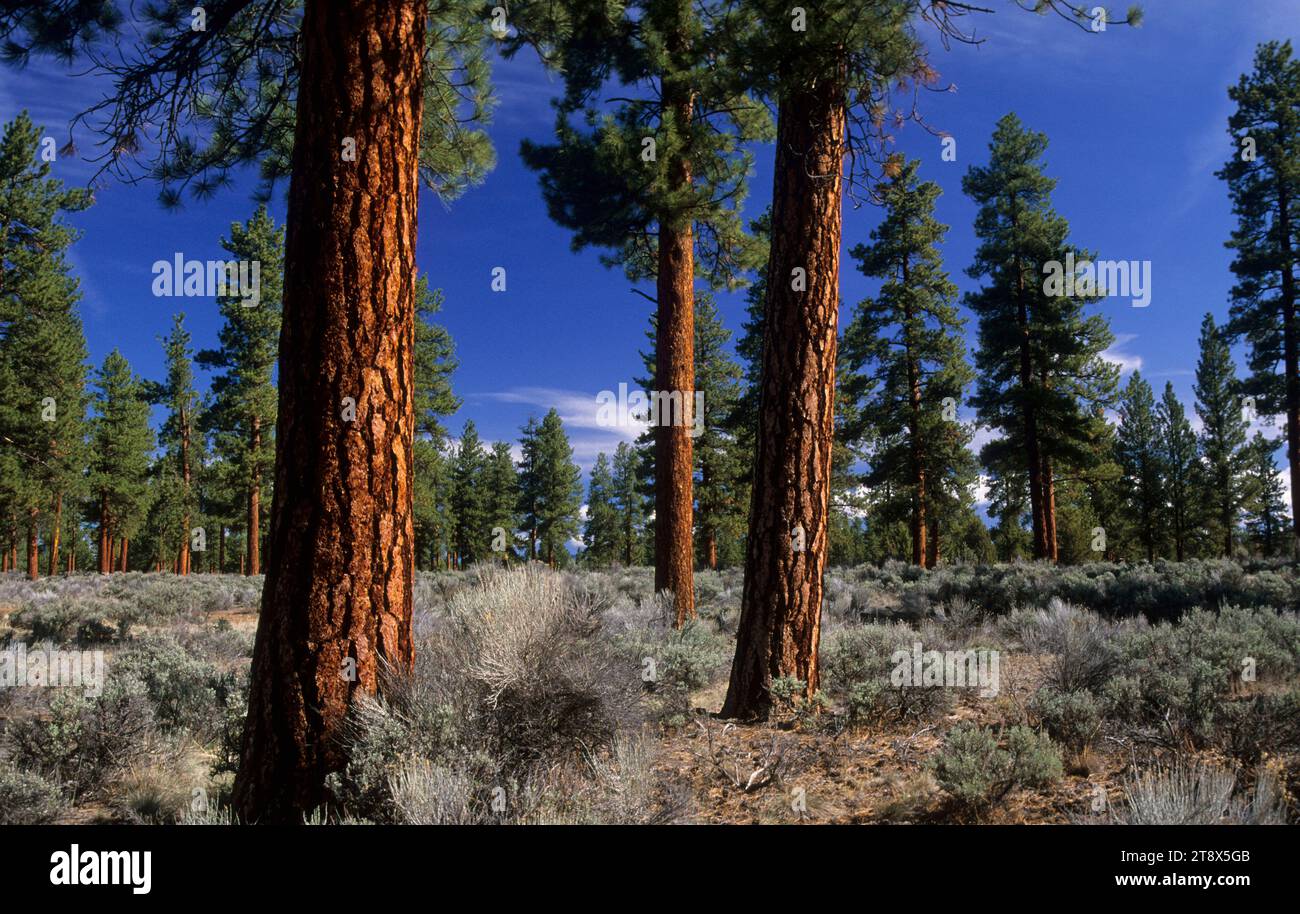 Pino Ponderosa (Pinus ponderosa) presso Cabin Lake Campground, Deschutes National Forest, Oregon Foto Stock