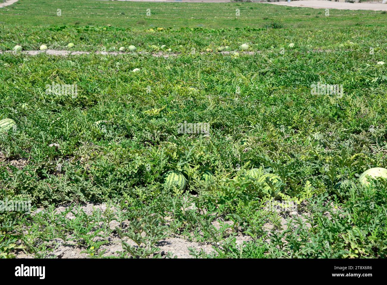 L'anguria (Citrullus lanatus lanatus) è una pianta prostrata annuale originaria dell'Africa subsahariana, ma ampiamente coltivata dai suoi frutti commestibili. Questo pho Foto Stock