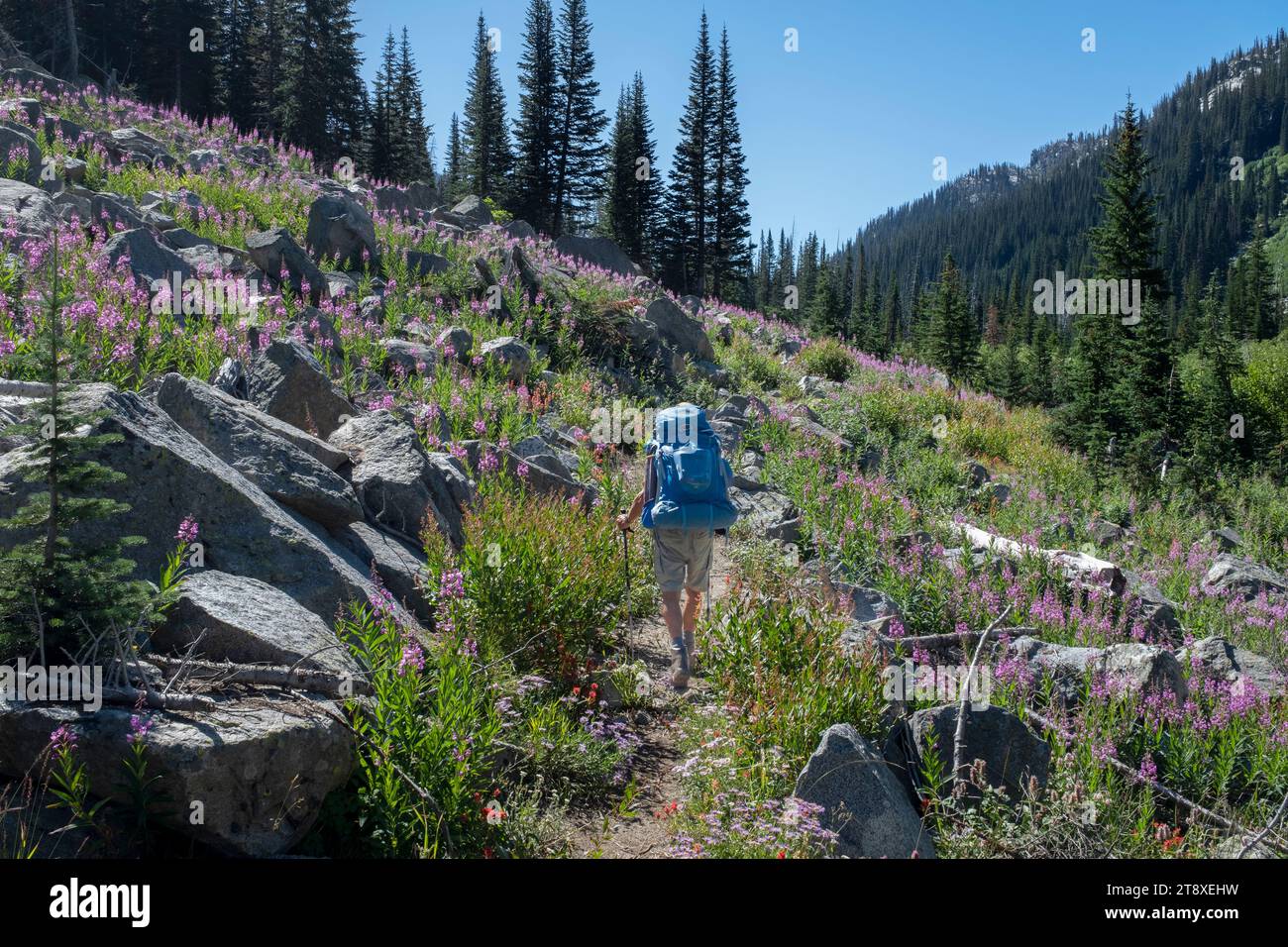 OR02680-00....OREGON - viaggio con zaino in spalla sull'Hurricane Trail n. 1807 nella Eagle Cap Wilderness, Wallowa-Whitman National Forest. MR# K1 Foto Stock