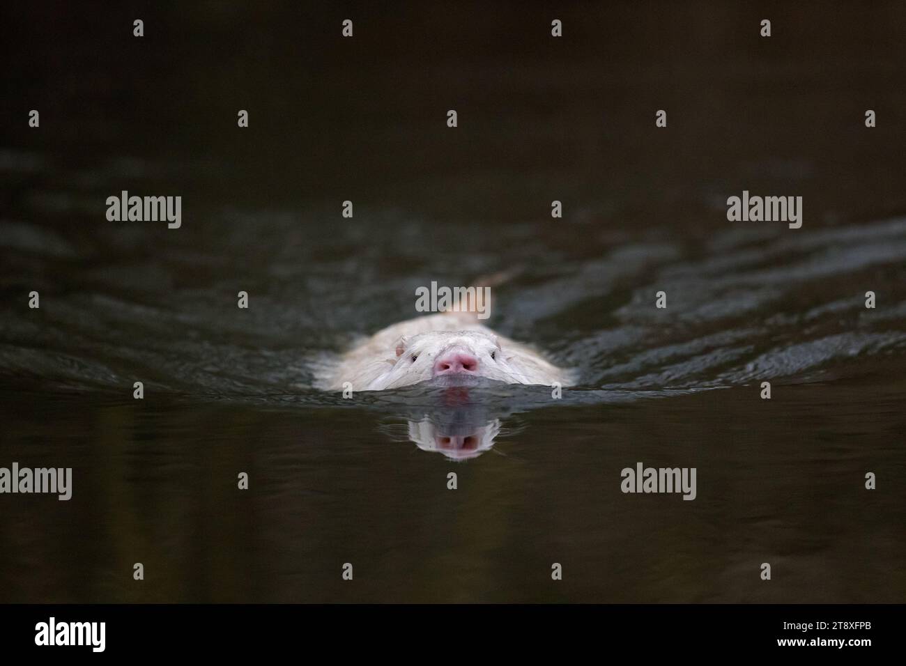 Coypu leucistico / nutria (Myocastor coypus) morfa bianca, nuoto nel lago, roditore invasivo in Europa, nativo del Sud America Foto Stock