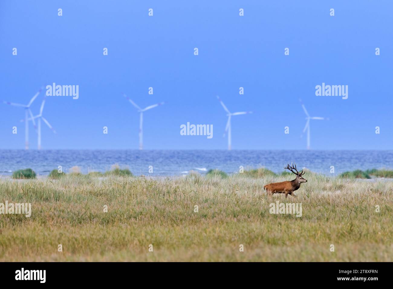 Cervo cervo rosso che cerca nelle dune lungo il Mar Baltico nel Parco Nazionale dell'area della Laguna della Pomerania Occidentale, Meclemburgo-Pomerania Occidentale, Germania Foto Stock