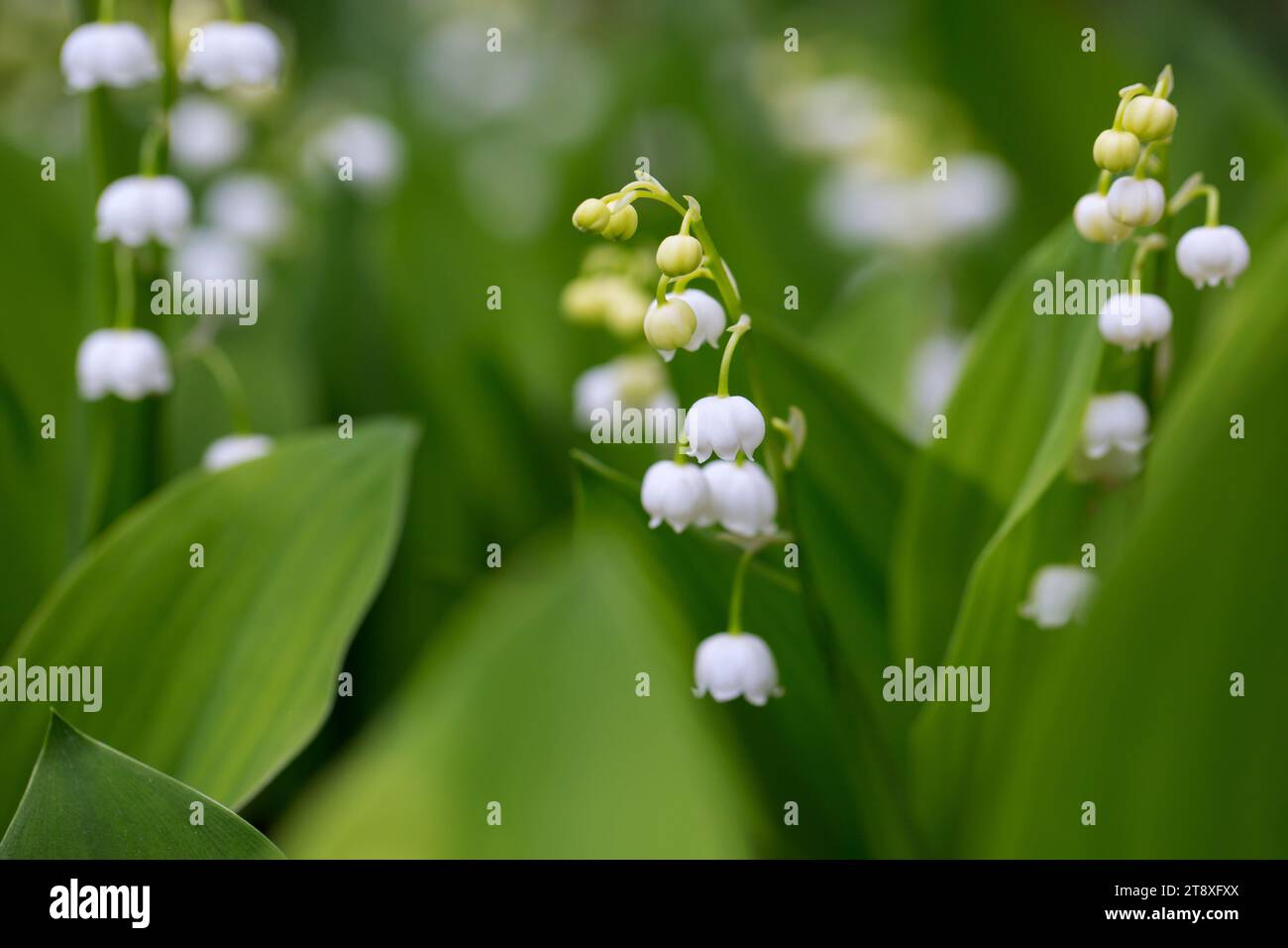 Giglio della valle / campane di maggio / muguetto (Convallaria majalis), fiore bianco a forma di campana che fiorisce nella foresta in primavera Foto Stock