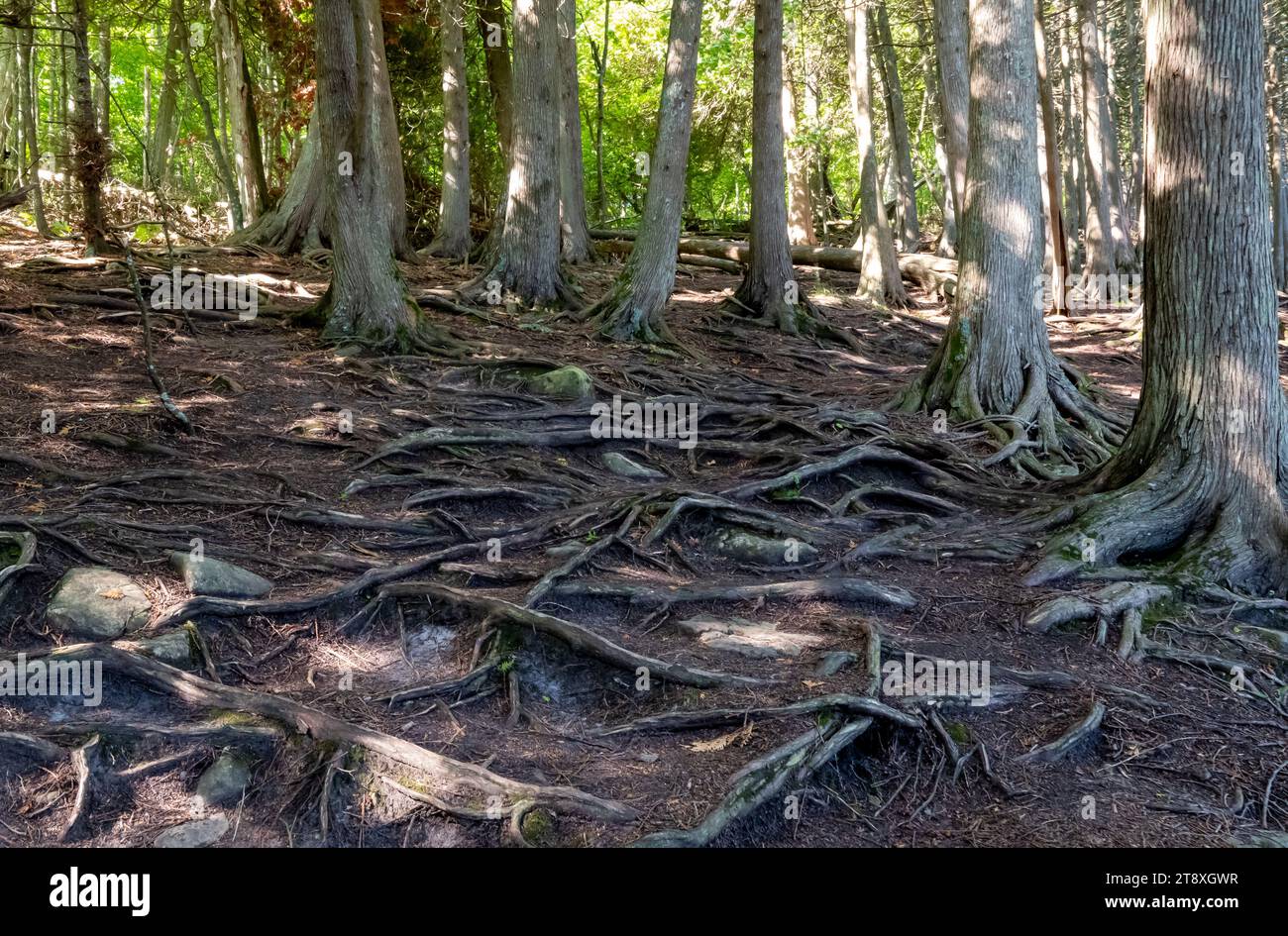 Radici di alberi che sono esposte e gnaremente in una foresta di parco in riva al lago in una scena paesaggistica inquietante. Foto Stock
