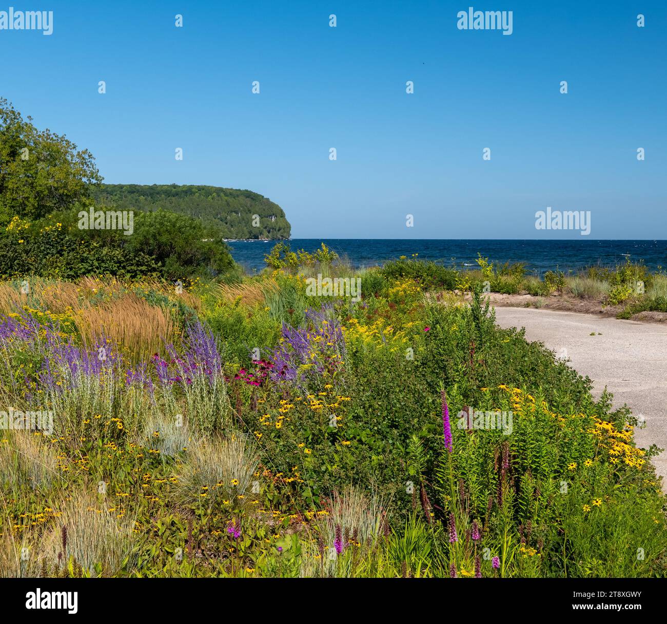 Splendidi fiori selvatici colorati lungo un sentiero vicino alla riva di un lago in una giornata di sole con cielo azzurro. Foto Stock