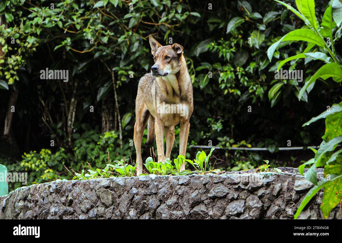 Hunter Dog su Pico Duarte Foto Stock